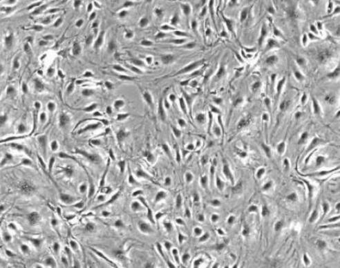 大鼠角膜基质细胞