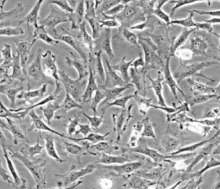 大鼠胚肺成纤维细胞