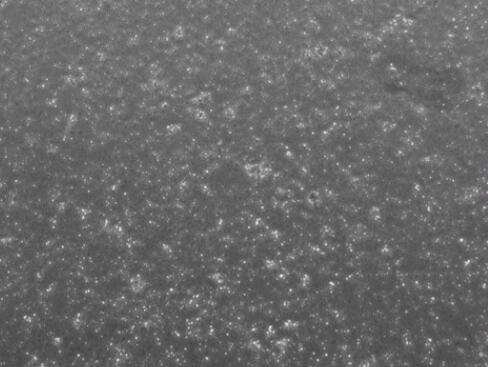 大鼠外周血单个核细胞