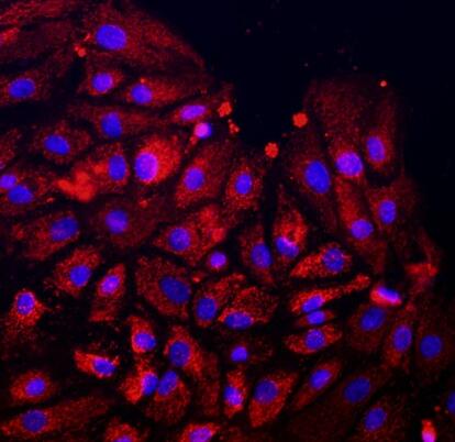 大鼠牙龈上皮细胞