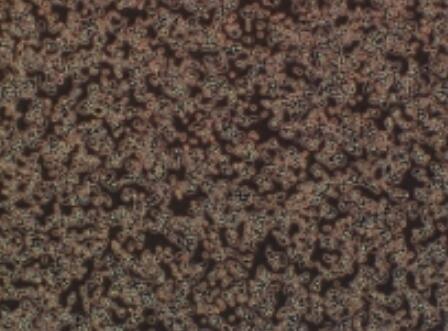 大鼠牙周膜成纤维细胞