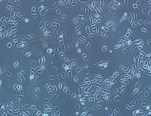 大鼠胰岛β细胞