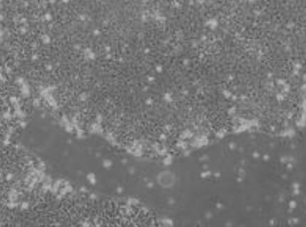 大鼠滋养层干细胞