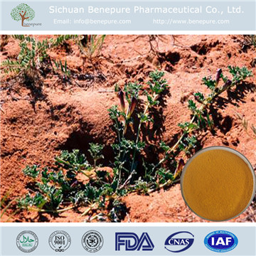 钩果草提取物大量供应
