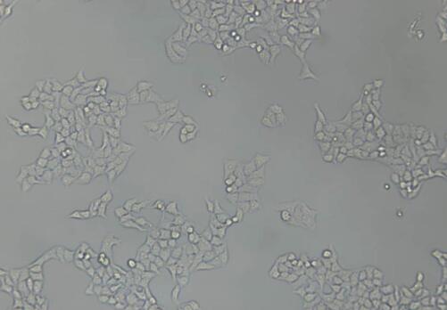 大鼠羊膜上皮细胞