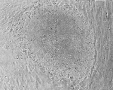 大鼠棕色脂肪干细胞