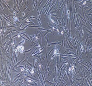 大鼠脐静脉平滑肌细胞