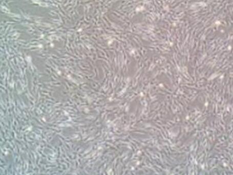 大鼠脐带间充质干细胞