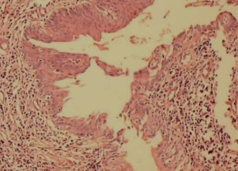 大鼠气管软骨细胞