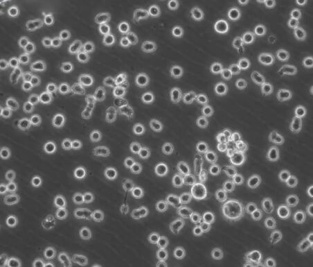 大鼠外周血淋巴细胞