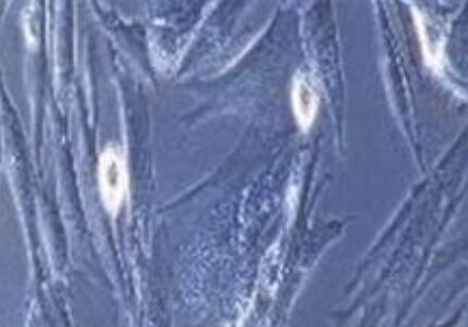 大鼠颈动脉血管平滑肌细胞