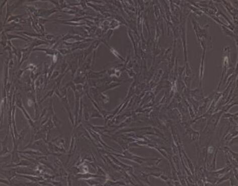 兔肺成纤维细胞