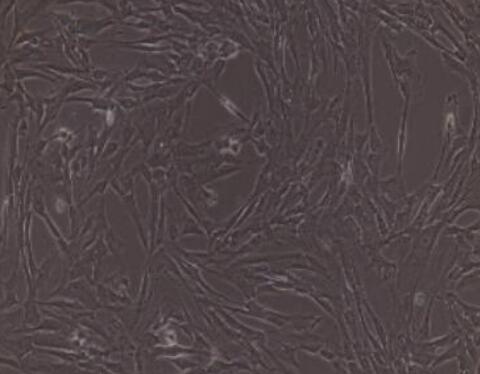 兔肺动脉成纤维细胞