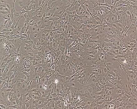 兔肺泡巨噬细胞