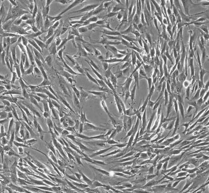 兔乳腺成纤维细胞