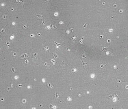 兔脂肪间充质干细胞