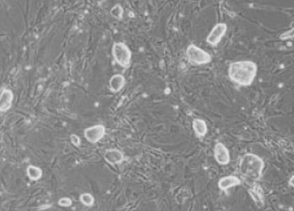 兔角膜基质细胞