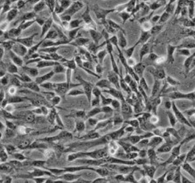 兔脐带间充质干细胞