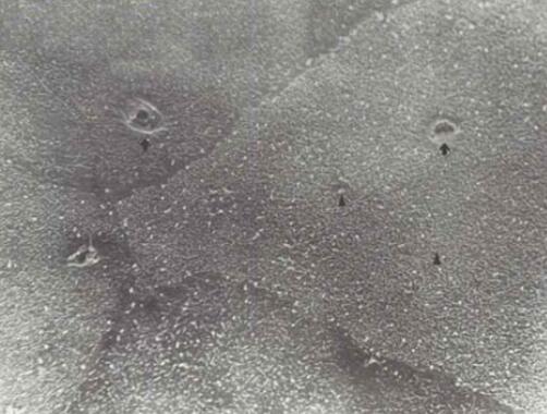 兔角膜上皮细胞