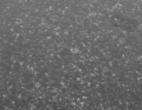 兔外周血单个核细胞