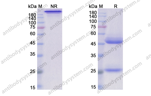 乐德木单抗（Lerdelimumab，285985-06-0）现货供应
