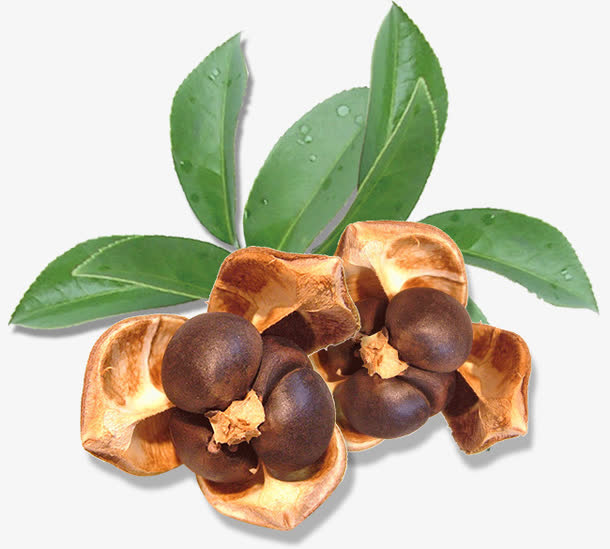 茶籽提取物茶皂素90% 山茶籽提取物   茶皂甙 茶籽粉