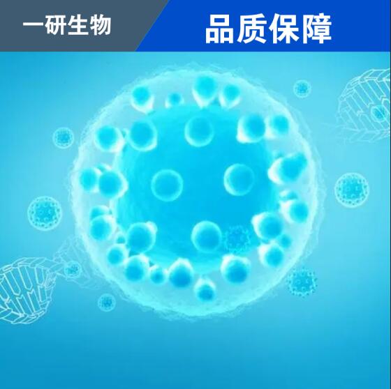 人乳腺上皮细胞