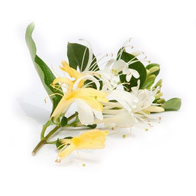 金银花提取物绿原酸5%-98%纯植物提取饲料添加剂