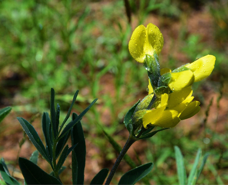 金雀花碱98%抗心率失常、抗微生物感染、抗溃疡苦豆子草提取物