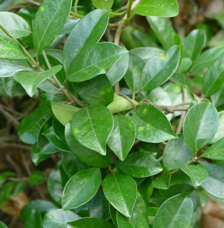 匙羹藤提取物匙羹藤酸98% 抑制高血糖，减肥