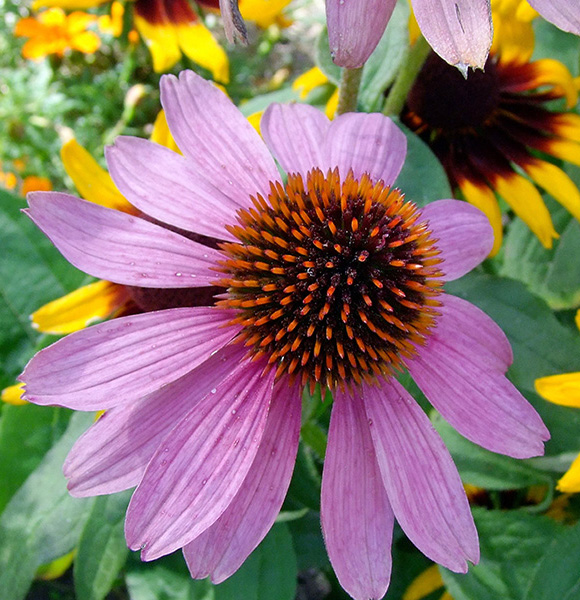 菊苣酸98%紫锥菊提取物增强免疫功能、抗炎作用食品添加剂