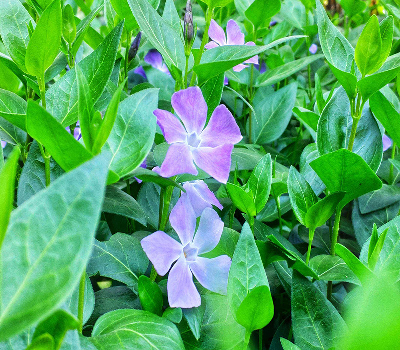 长春西汀98%长春花提取物药用