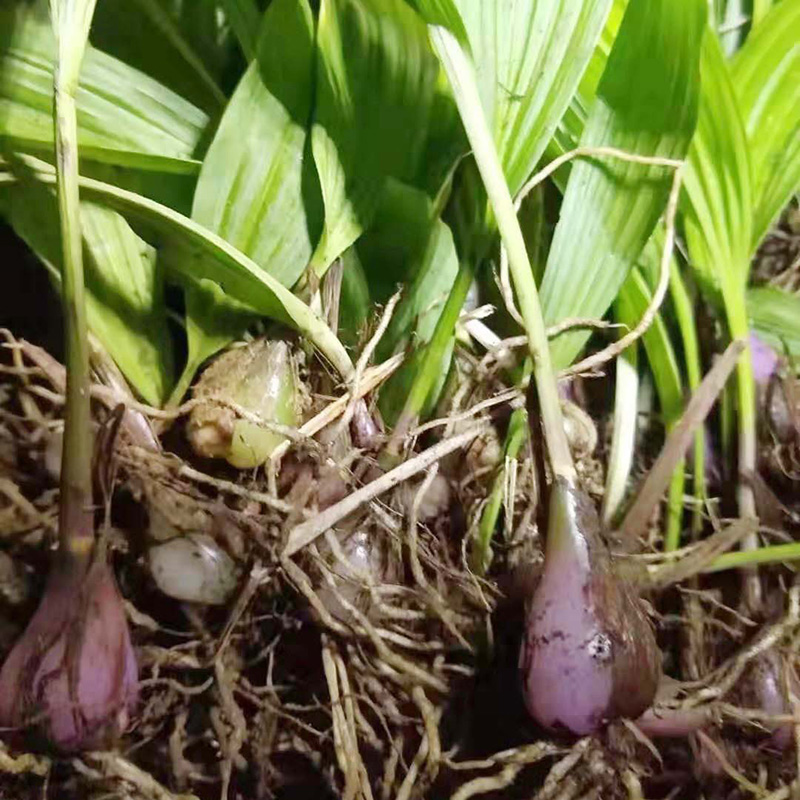 秋水仙碱98%用于治疗通风和生物农药