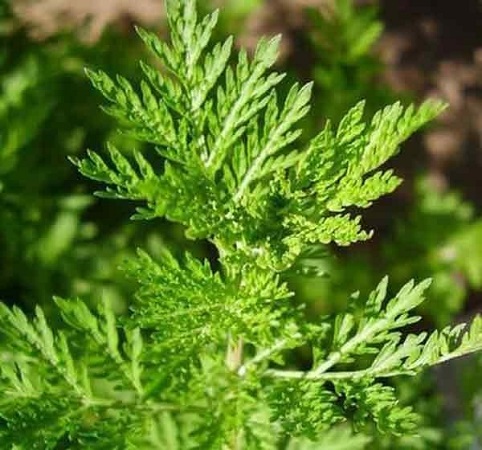 双氢青蒿素98% 抗疟疾 青蒿提取物