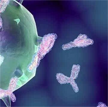 维百奥生物提供多克隆抗体制备服务