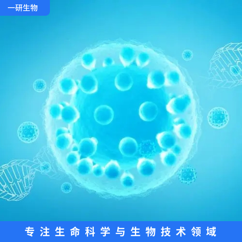 人皮肤成纤维样细胞