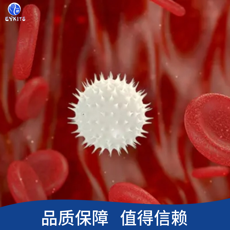 人B淋巴细胞瘤细胞