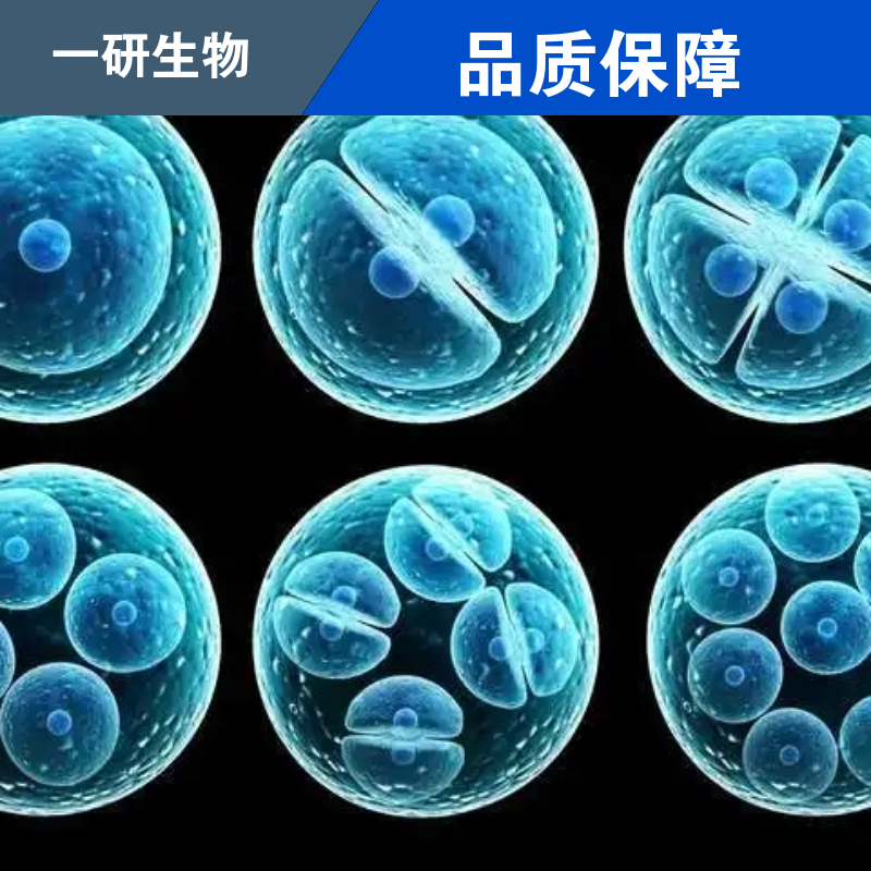 人口腔表皮样癌细胞
