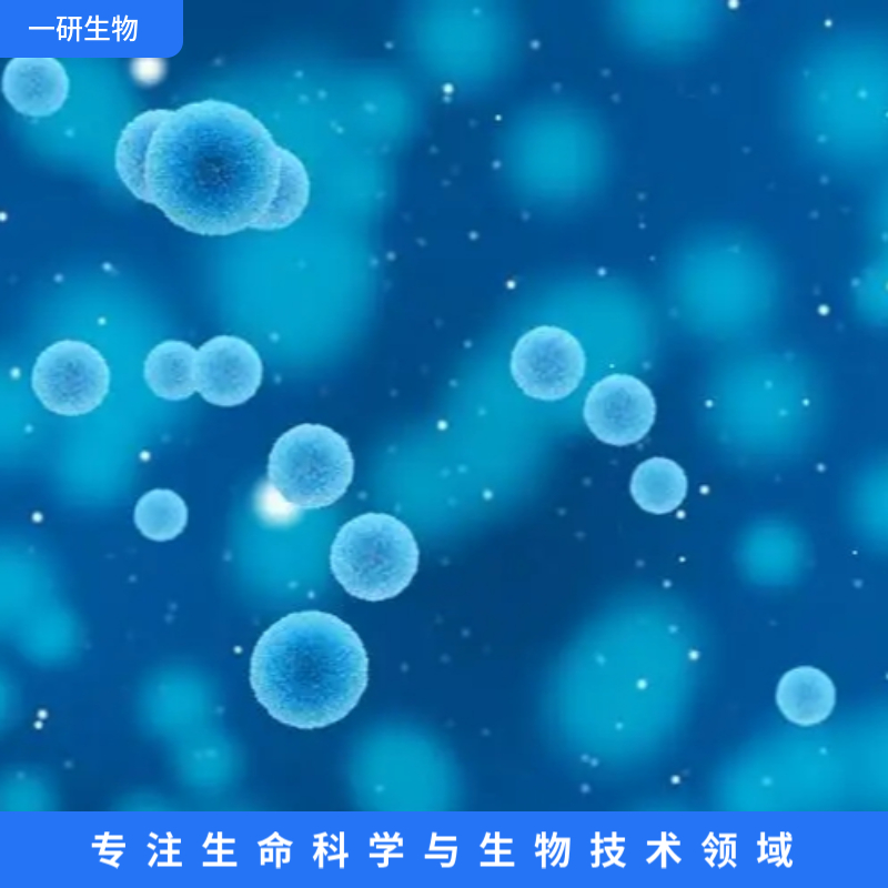 人涎腺癌细胞