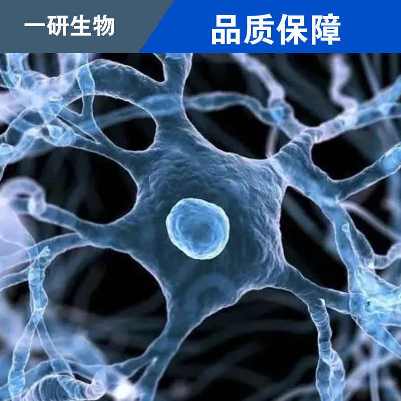 MADB106-LUC荧光标记细胞株