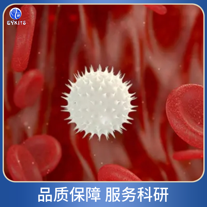 人皮肤成纤维细胞