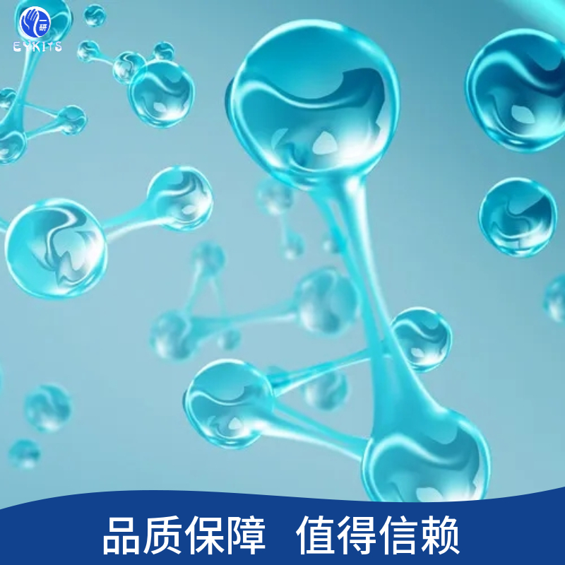 EB病毒转化的人B淋巴细胞