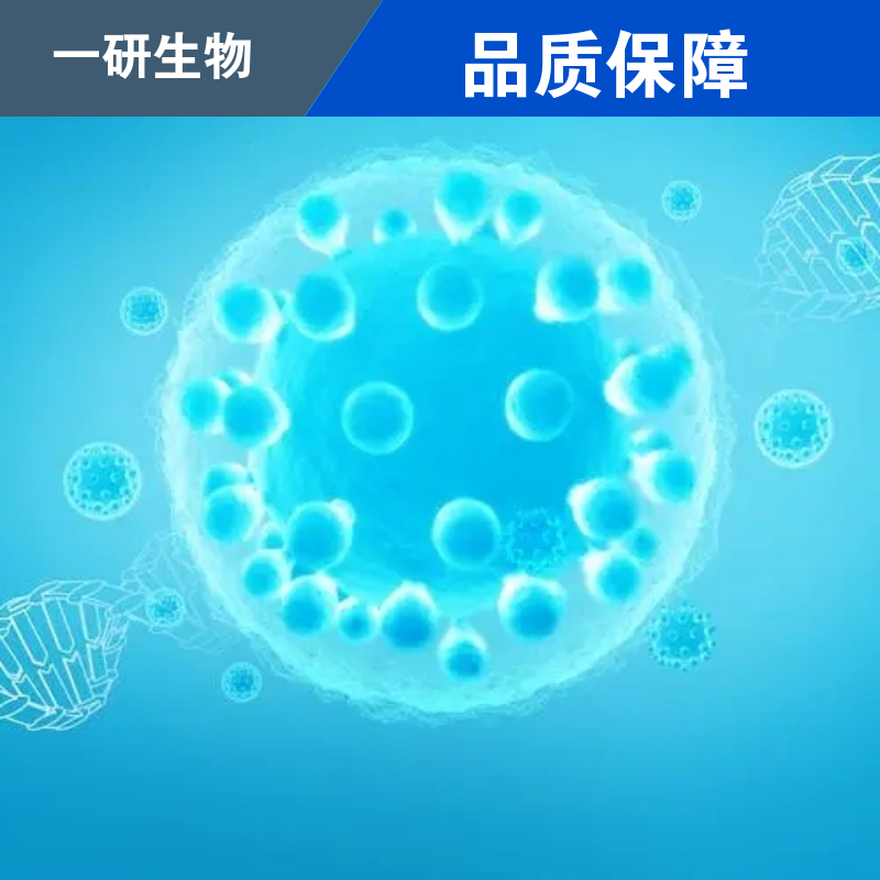 人黑色瘤细胞系