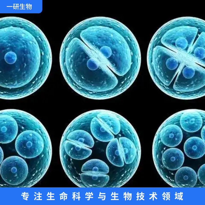 人子宫内膜腺癌细胞