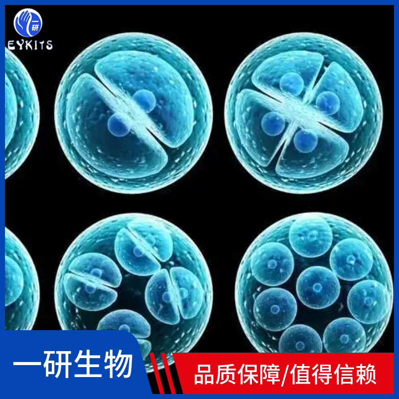 Hela-RFP荧光标记细胞株