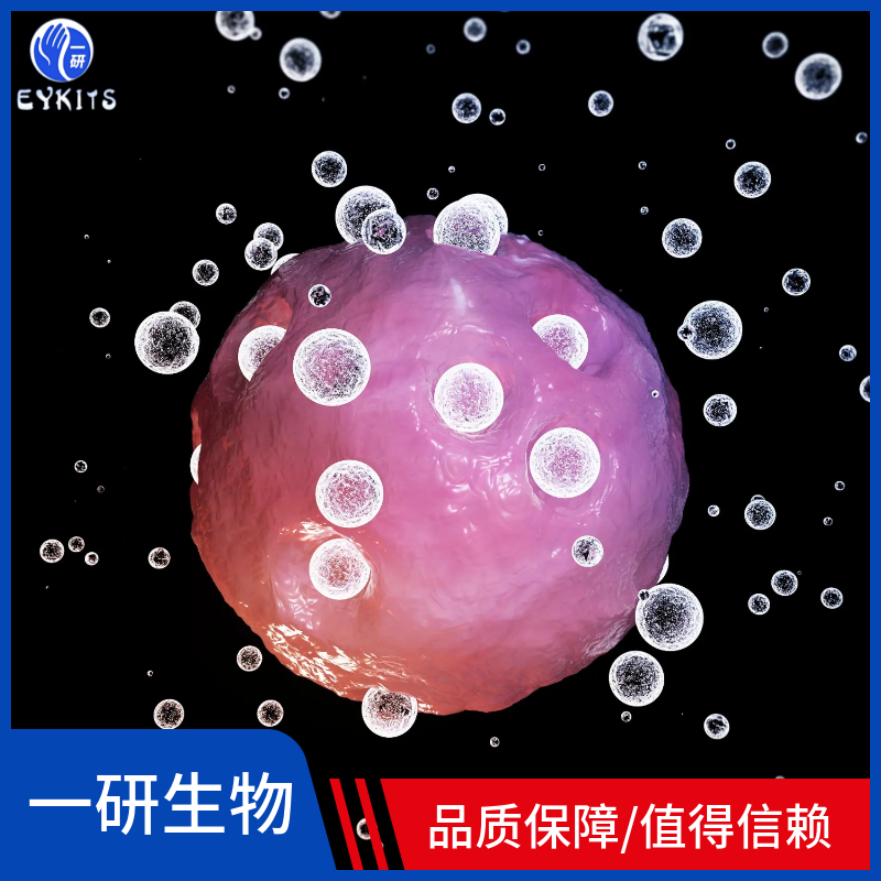 人源口腔鳞状细胞癌细胞系