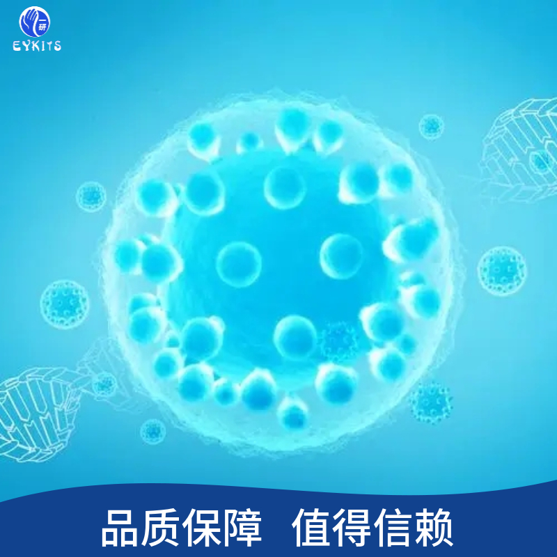 人结直肠腺癌细胞长春新碱耐药株