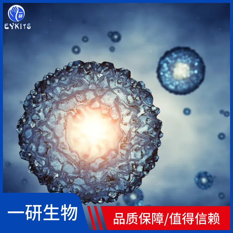 A375-GFP荧光标记细胞株