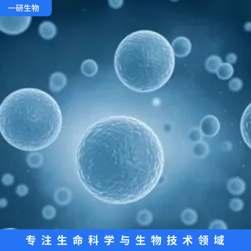 人恶性黑色素瘤细胞