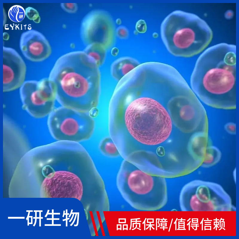 人结肠腺癌细胞